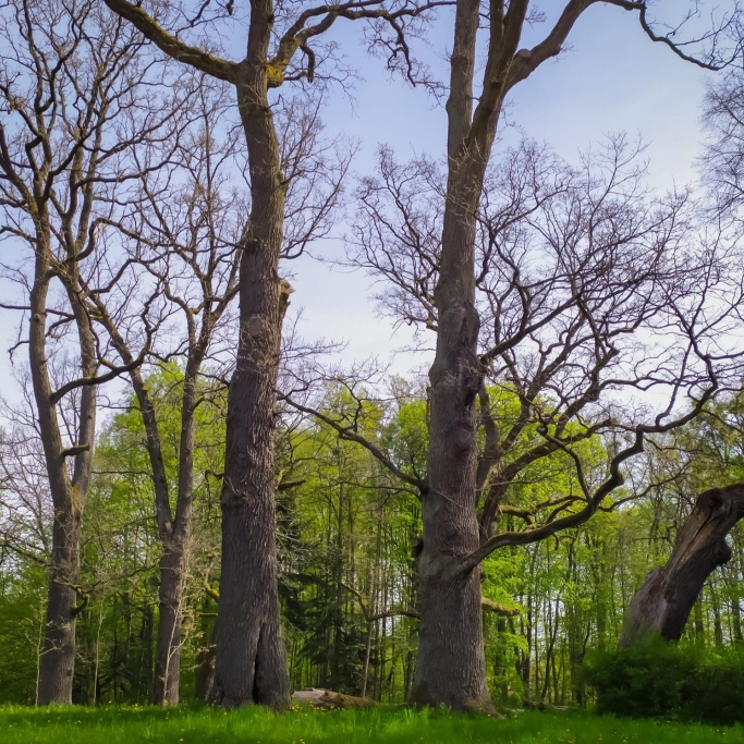 Grupa bezlistnych starych dębów na wzgórzu pałacowym wczesną wiosną na tle błękitu nieba i zieleni drzew i krzewów